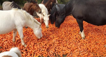 Správná organizace krmení koní a jejich stravy